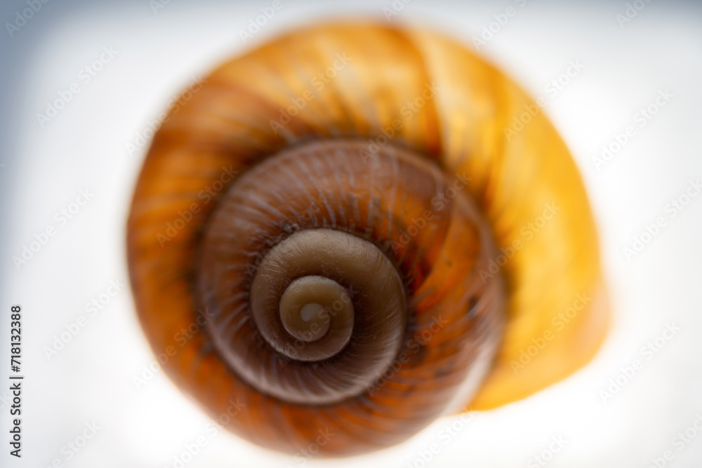 snail shell close up snail shell close up