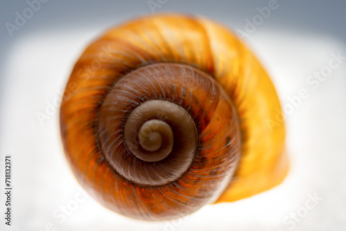 snail shell close up