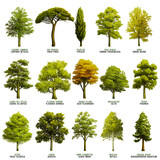 illustrations de variétés d'arbres