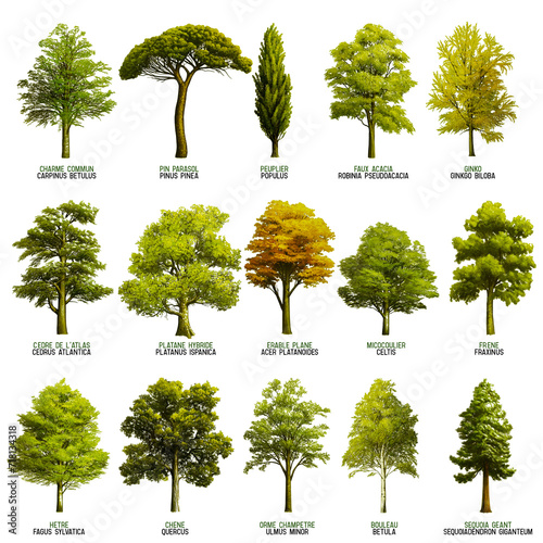 illustrations de variétés d'arbres photo