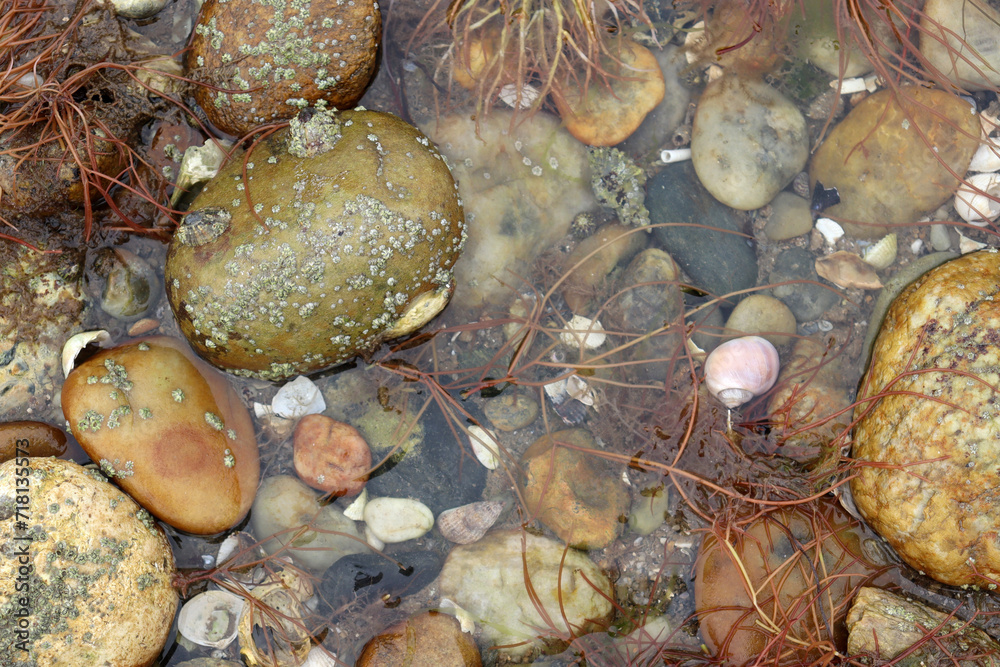 Steine, Muscheln, Algen und Schnecken bei Ebbe, Atlantikküste, Frankreich Steine, Muscheln, Algen und Schnecken bei Ebbe, Atlantikküste, Frankreich