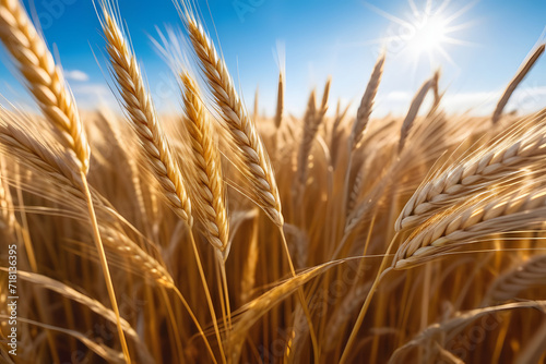 golden wheat field in summer.