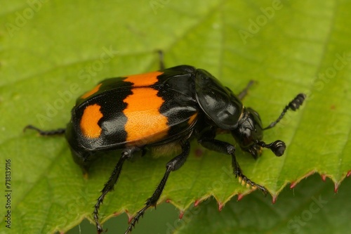 Closeup on a colorful common burying or sexton beetle , Nicrophorus vespilloides on a green leaf photo