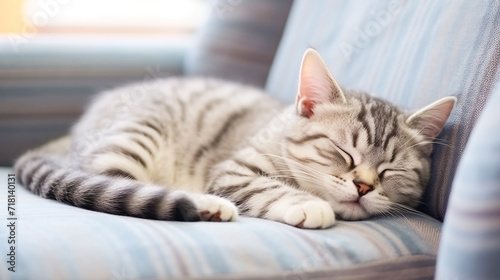 American shorthair cat sleeping on a couch in living room