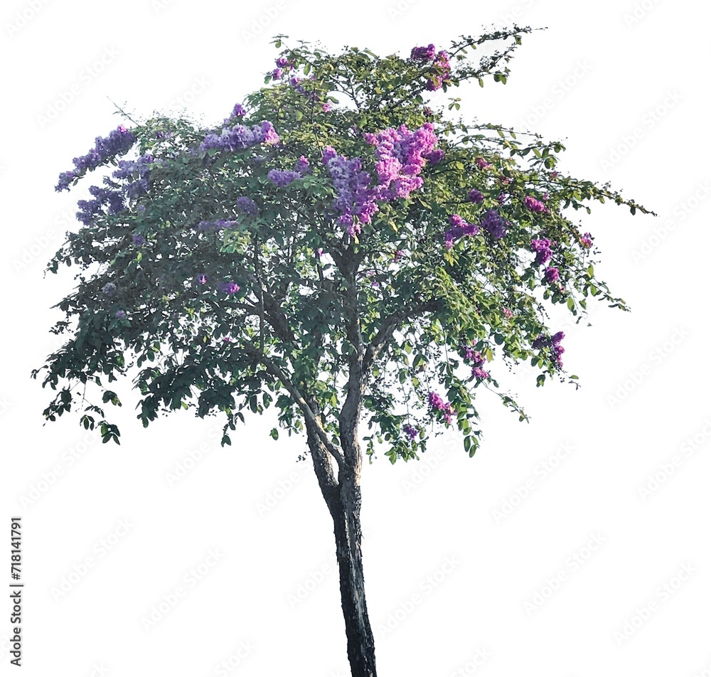 A standalone tree with purple and pink blossoms blooming outdoors on a sunny morning in the park with no people.