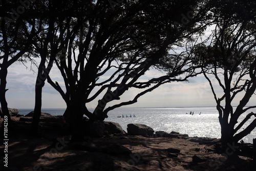 Pinien am Strand von Noirmoutier, Atlantikküste, Frankreich