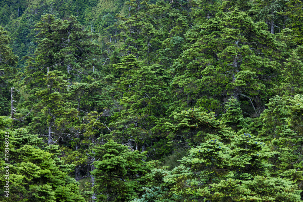 Greenery forest over the mountain