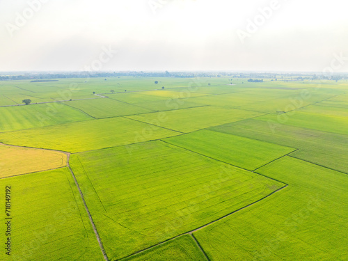 Drone shot from a high angle of a rice field with mist and lush green rice filling the entire area in many plots. For waiting to be harvested during the rice harvest season for farmers in Asia.