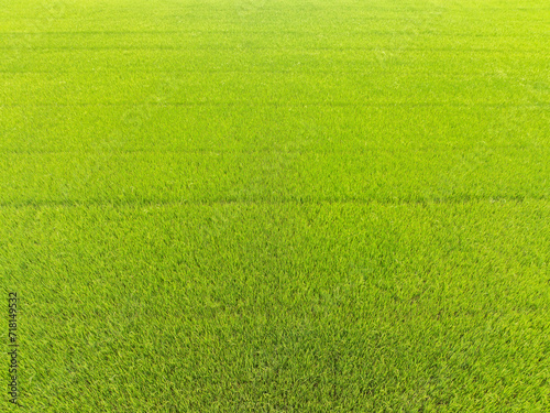 Wide-angle drone shots of green and yellow rice fields, rich in lush green and yellow rice fields, cultivated by farmers in Asia and Thailand. Ready to be harvested for delivery to mills and stores.