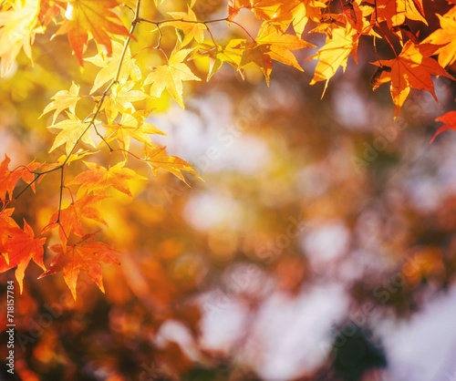 Beautiful maple leaves in autumn sunny day in foreground and blurry background in Kyushu  Japan. No people  close up  copy space  macro shot.