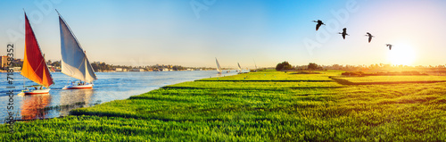 Feluccas on Nile and green fields of wheat at sunset time, panorama, Luxor, Egypt.