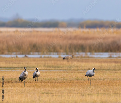 Flock of birds, Common Crane, migration in Hortobagy National Park, UNESCO World Heritage Site, Puszta is one of largest meadow and steppe ecosystems in Europe, Hungary