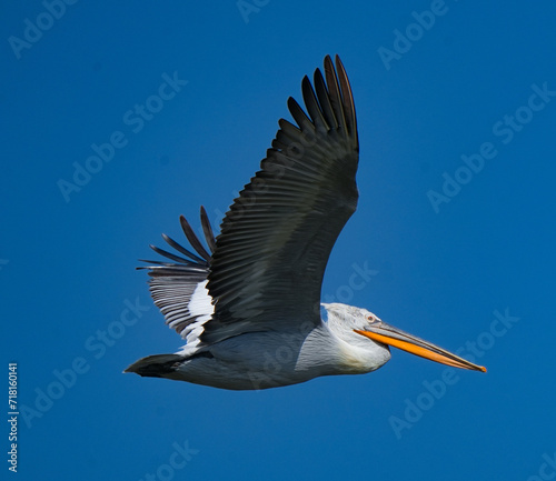 pelican in flight
