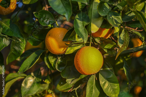 delicious juicy oranges on a tree in the garden in winter on the Mediterranean 3