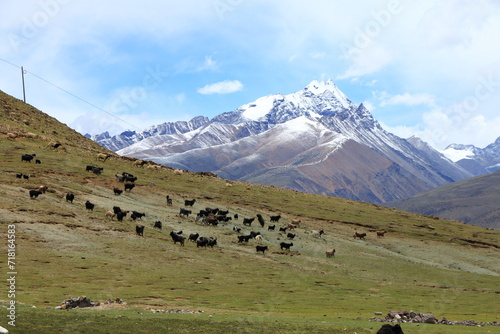 cows in the snow mountains © Hashbu Production