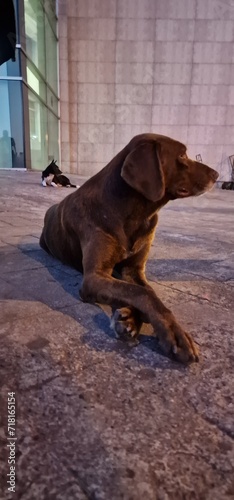 stray dogs at turkey georgia borders photo