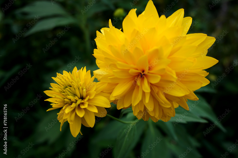 Obraz premium Yellow flower