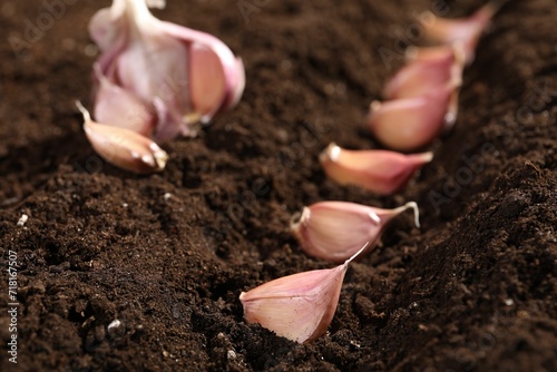 Head and cloves of garlic on fertile soil, closeup. Vegetable planting