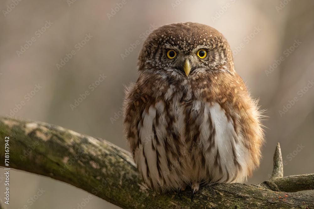 Eurasian pygmy owl Eurasian pygmy owl