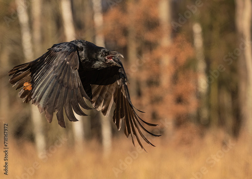 Common raven