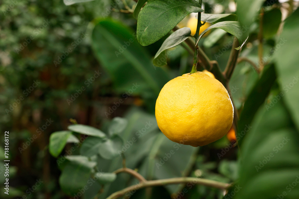 Lemon tree with ripe fruit in greenhouse, space for text Lemon tree with ripe fruit in greenhouse, space for text