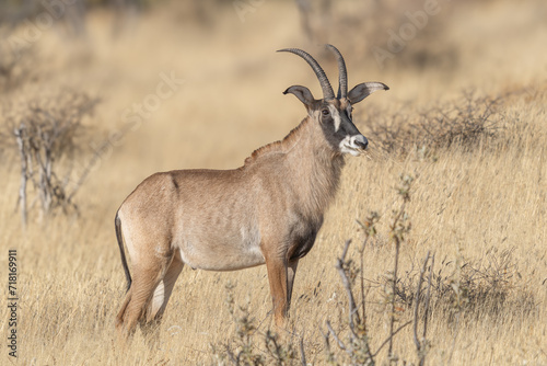 The sable antelope  Hippotragus niger 