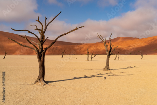 Dead Camelthorn Trees against red dunes and blue sky in Deadvlei, Sossusvlei. Namib-Naukluft National Park, Namibia, Africa