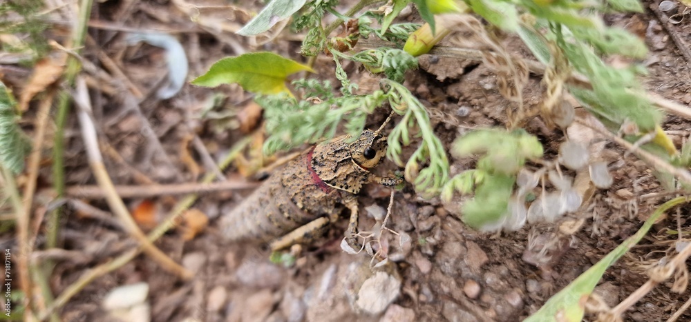 Nocaracris is a genus of European and western Asian grasshoppers in the family Pamphagidae It is the type genus of the tribe Nocarodeini 
possibly Nocaracris judithae found in Armenia