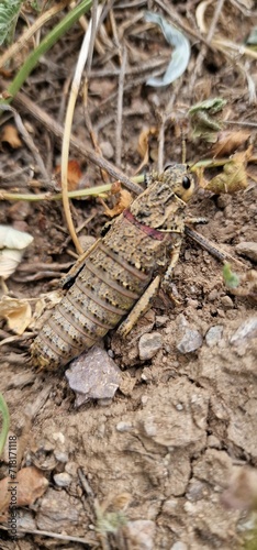 Nocaracris is a genus of European and western Asian grasshoppers in the family Pamphagidae It is the type genus of the tribe Nocarodeini  possibly Nocaracris judithae found in Armenia © Michaela Holubová