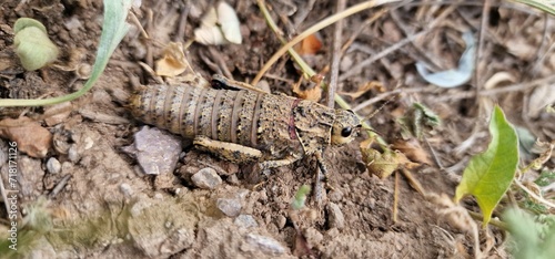 Nocaracris is a genus of European and western Asian grasshoppers in the family Pamphagidae It is the type genus of the tribe Nocarodeini possibly Nocaracris judithae found in Armenia