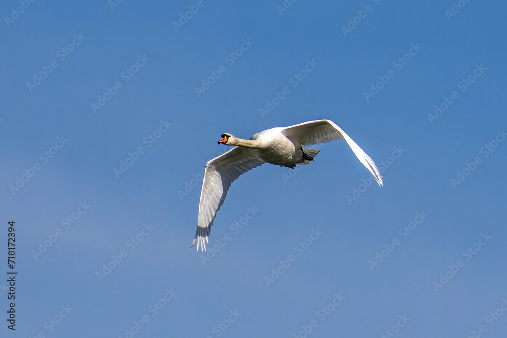 Obraz premium Mute swan, Cygnus olor flying over a lake in the English Garden in Munich, Germany