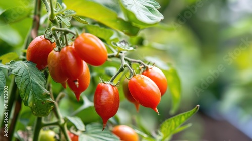 Closeup Red ripe fruits of Solanum Trilobatum, Solanum procumbens on tree in the organic herb garden