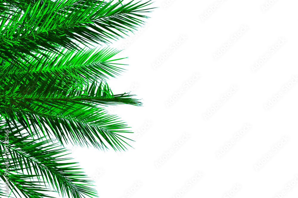 Green coconut palm tree leaf on white background. tropical plants isolated