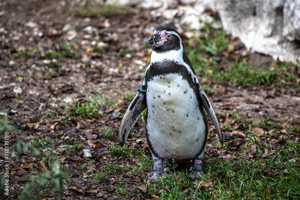 Fototapeta premium Humboldt Penguin, Spheniscus humboldti in a park