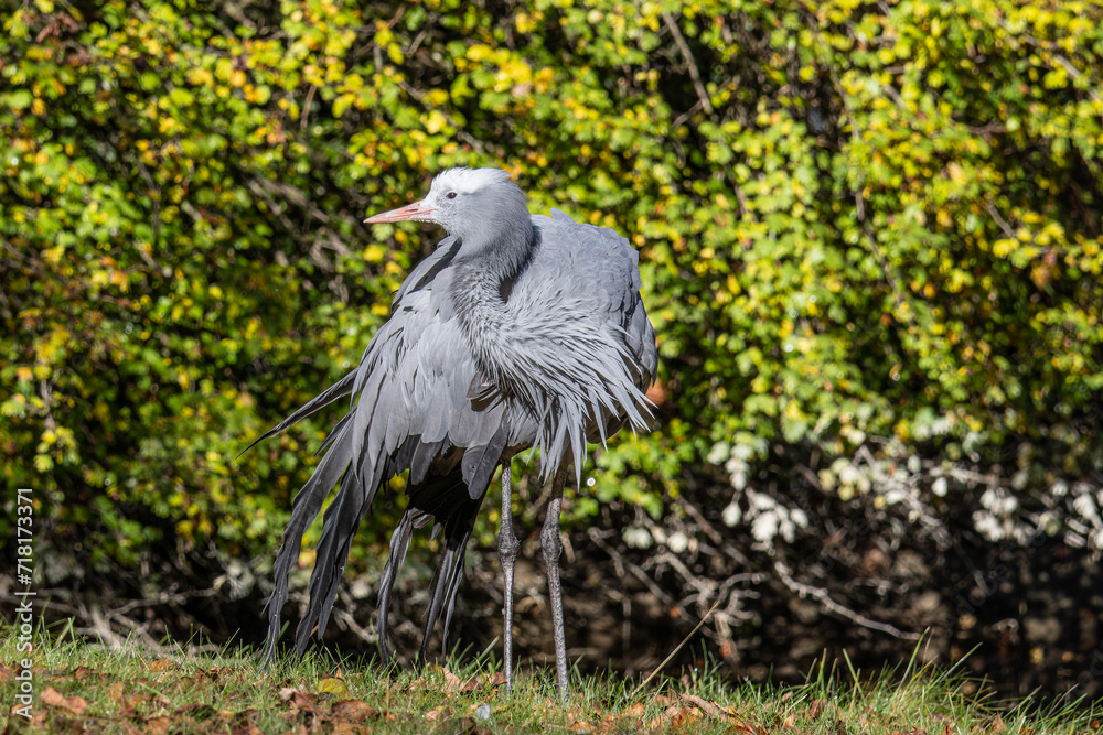Fototapeta premium The Blue Crane, Grus paradisea, is an endangered bird