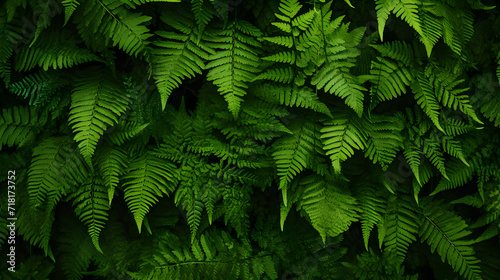 Abstract green background with waves   Tropical green leaf background  Dark tone theme. 