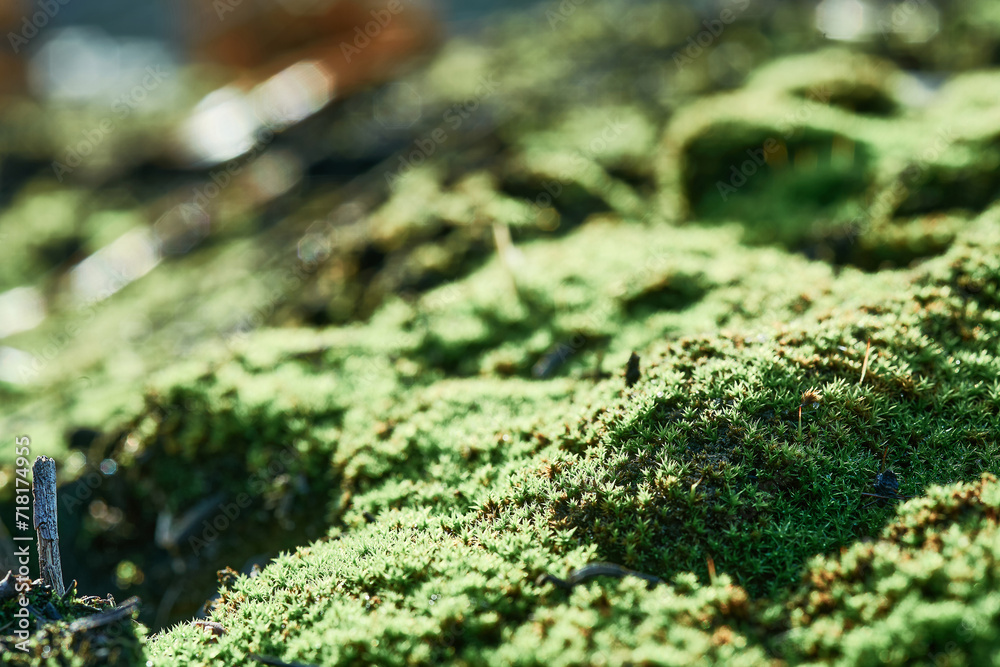 Close-up green moss covering ground in forest. Sunlight filters through trees, casting dynamic shadows and highlights on textured moss. Sharp focus on foreground softens towards background Close-up green moss covering ground in forest. Sunlight filters through trees, casting dynamic shadows and highlights on textured moss. Sharp focus on foreground softens towards background
