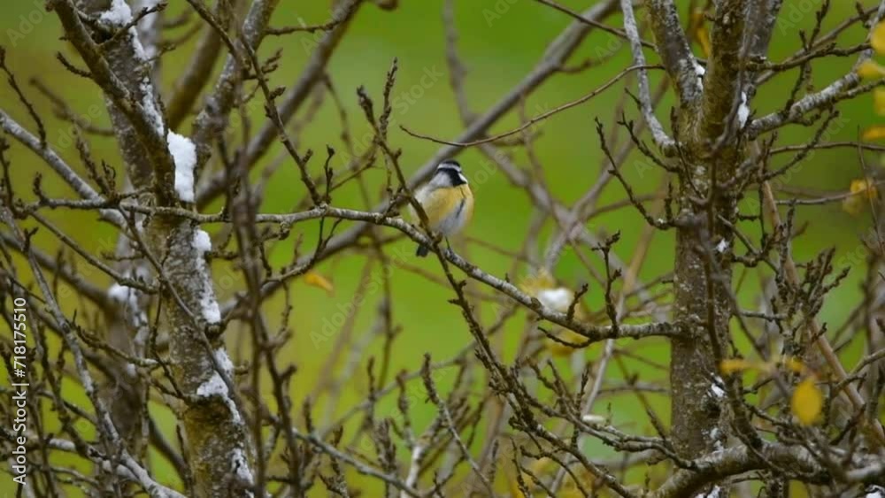 Small Bird on a Branch - Moving in Half Speed - Snowing Small Bird on a Branch - Moving in Half Speed - Snowing