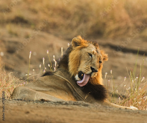 lion in the grass