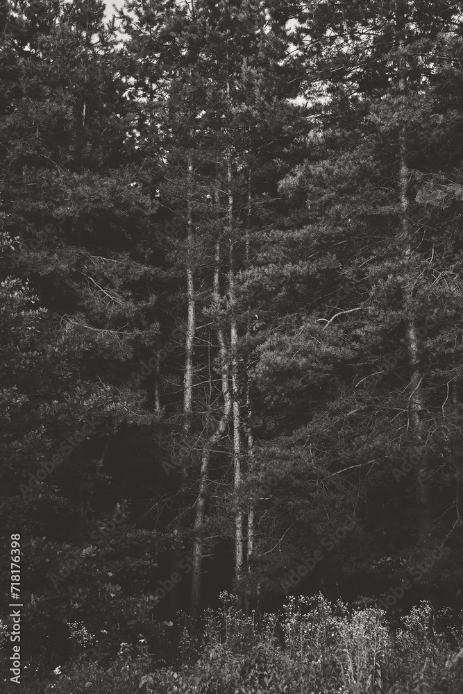 Monochrome capture reveals dense forest, tall trees with intricate branches fill frame, thick lush foliage visible. Light penetrates canopy, creating contrasts of light, shadow on tree trunks, ground