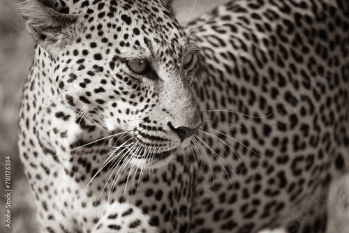 close-up in sepia of a leopard in the Kenian savannah