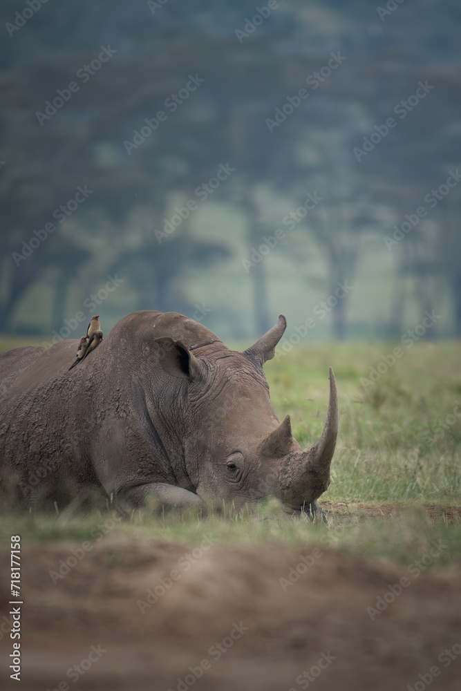 Fototapeta premium white rhino at lake Nakuru
