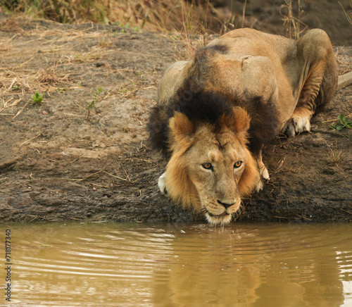 Asiatic Lion Drinking Water in GIR National Park, India  photo