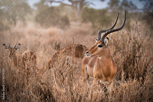 Cuadro en lienzo impala's (Aepyceros melampus) in the african savannah, Kenya