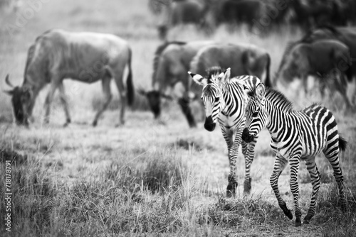 black and white portrait of baby zebra s in the african savannah