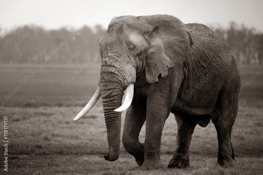 sepia portrait of an elephant walking in the african savannah, Kenya