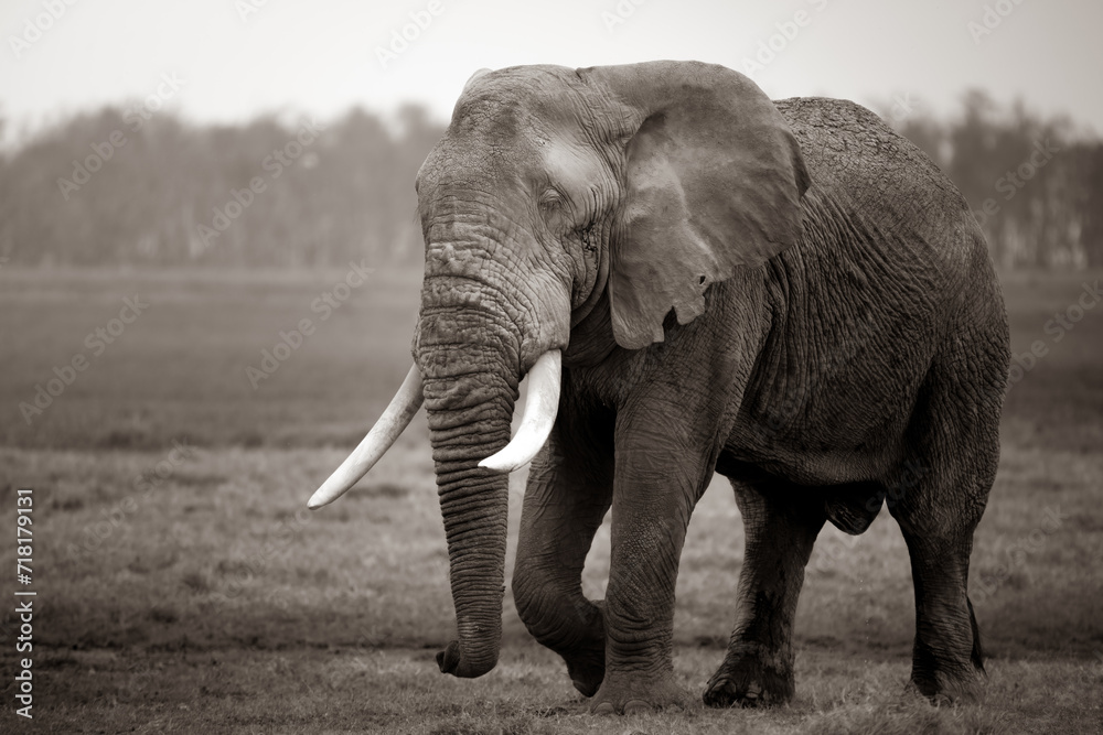 Obraz premium sepia portrait of an elephant (Loxodonta africana) walking in the african savannah, Kenya