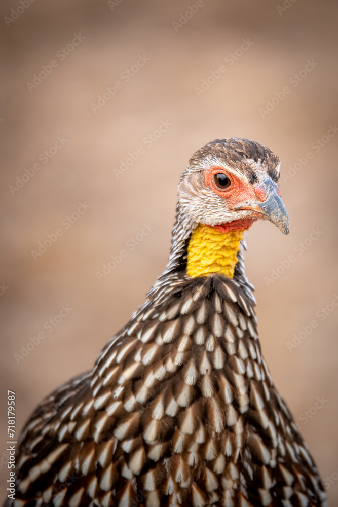 portrait of a yellow-necked spurfowl portrait of a yellow-necked spurfowl