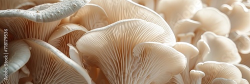 close up of oyster mushrooms photo