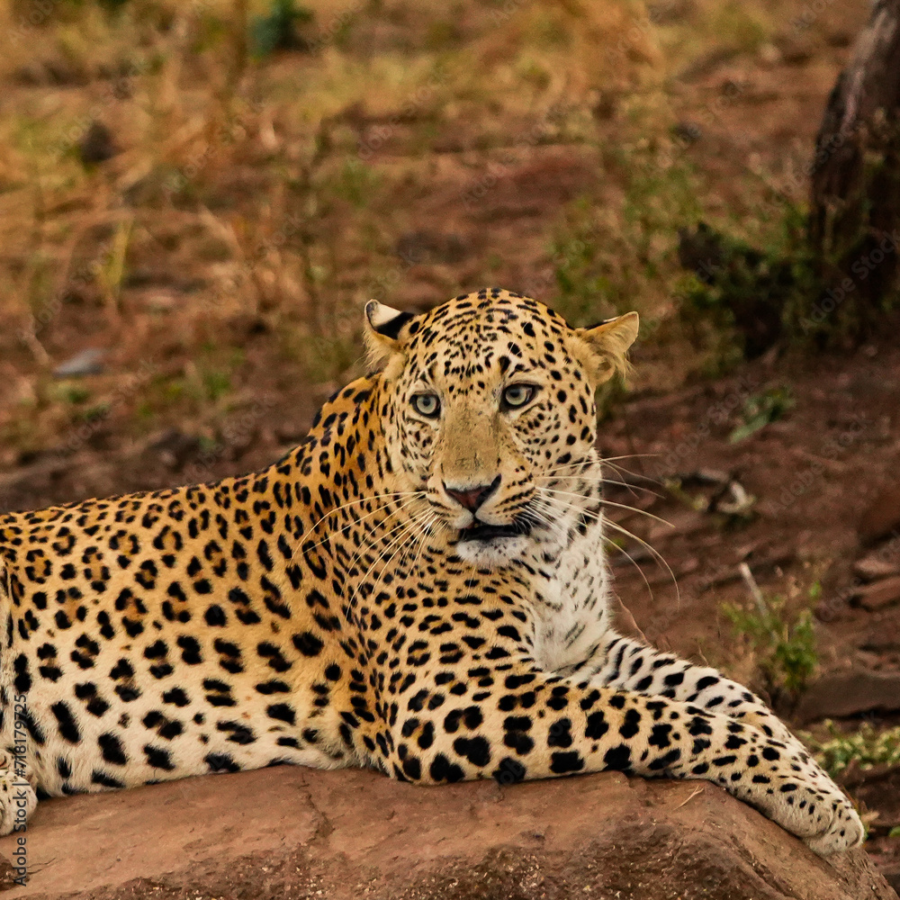 Fototapeta premium Leopard Close Up